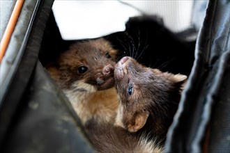 Beech marten (Martes foina), practical animal welfare, two young animals in a transport box in a