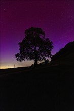 Silhouette of lime tree in front of aurora borealis, northern lights due to solar storm,