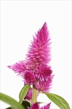 Plumose celosia or plumed cockscomb (Celosia argentea var. plumosa), inflorescence against a white