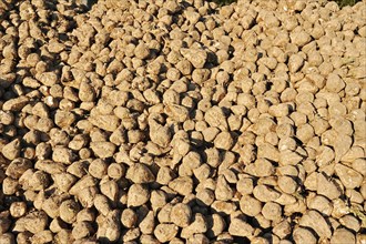 Harvested sugar beet (Beta vulgaris ssp. vulgaris var. altissima), sugar beet harvest,