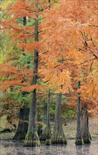 Bald cypress (Taxodium distichum) in autumn, North Rhine-Westphalia, Germany, Europe