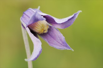 Whole-leaved clematis (Clematis integrifolia), flower, ornamental plant, North Rhine-Westphalia,