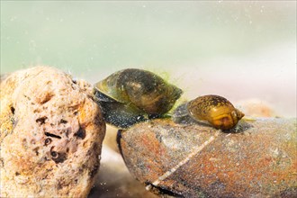 Mud snails (Lymnaeidae), 2 animals on stony water bottom, underwater photo in clear water, Germany,