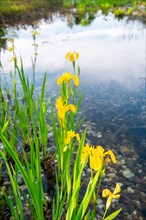 Yellow iris (Iris pseudacorus), by a pond in a natural garden, practical nature conservation,