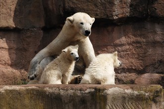 Polar bear mother with two young polar bears, Ursus maritimus, Nuremberg Zoo, Am Tiergarten 30,