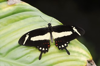 Torquatus Swallowtail (Papilio torquatus), male, captive, occurrence in South America
