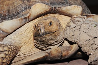African spurred tortoise (Centrochelys sulcata), male, captive, occurrence in Africa
