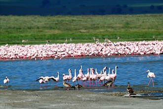 Lesser flamingos (Phoeniconaias minor) and Greater flamingos (Phoenicopterus roseus), Ngorongoro