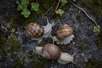 Three burgundy snails (Helix pomatia) crawling, rock garden, Stuttgart, Baden-Wuerttemberg,