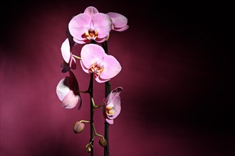 Pink orchid (Phalaenopsis) on dark purple background