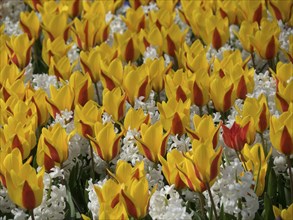 A field full of yellow tulips surrounded by white flowers, a scene from spring, blooming tulips in