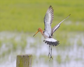 Black-tailed godwit (limosa limosa) approaching pasture fence, snipe birds, Ochsenmoor, Duemmer See
