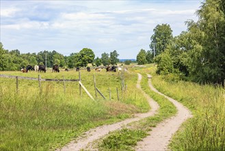 Winding dirt road by a meadow with grazing cattles in the countryside a summer day