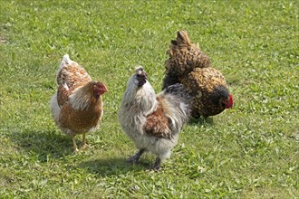 Pedigree chickens, Wyandotte, silk hen cock, Orpington, Wittorf, Samtgemeinde Bardowick, Lower