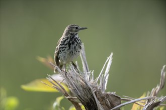 Meadow Pipit (Anthus pratensis), Emsland, Lower Saxony, Germany, Europe