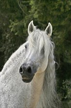 Andalusian, Andalusian horse, Spaniard