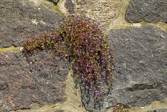 Herb growing in a wall, harbour, Lauenburg, Schleswig-Holstein, Germany, Europe