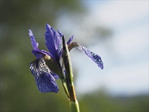 Siberian iris (Iris sibirica), close-up with focus stacking, near Irdning, Ennstal, Styria,
