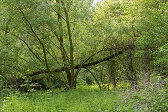 Trees, biosphere reserve, Boizenburg, Mecklenburg-Western Pomerania, Germany, Europe