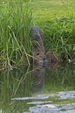 Nutria (Myocastor coypus) enters the water, mirror image, pond, Boizenburg, Mecklenburg-Vorpommern,