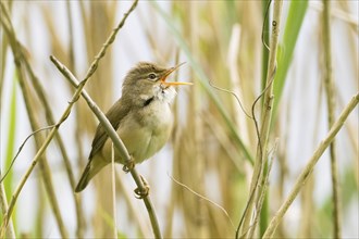 A reed warbler (Acrocephalus scirpaceus) with open beak, singing, twittering, sitting on a branch