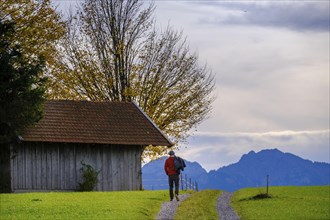 Hikers on the panoramic trail to the Egg viewpoint, near Steingaden, Upper Bavaria. Bavaria,