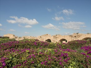 Purple flowering plants in a wide landscape with ruins and stone arches under a blue sky, Purple