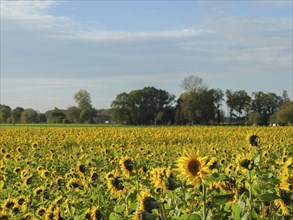 Wide field of sunflowers under a blue sky, surrounded by trees in the distance, blooming yellow