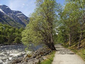 An idyllic path leads along the river, trees and snow-capped mountains, the landscape is green,