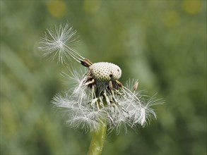 Common dandelion (Taraxacum officinale), near St. Jakob im Walde, close-up with focus stacking,