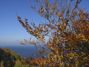 A tree with bright golden autumn leaves on a cliff overlooking the sea under a clear blue sky,