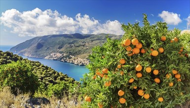 Orange tree in front of a picturesque coastal landscape with sea and mountains in the background,
