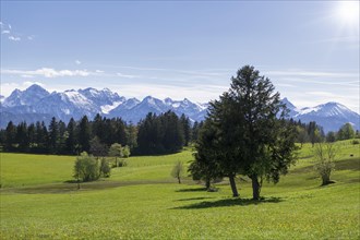 Landscape near Buching, Allgaeu Alps, sun, snow, forest, fir trees, Ostallgaeu, near Fuessen,