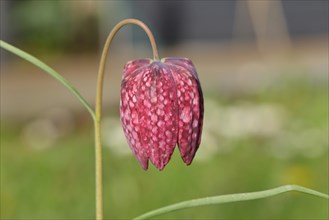 Snake's head fritillary (Fritillaria meleagris), single flower in a meadow, inflorescence, early