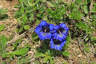 Clusius gentian, gentian