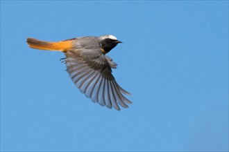 A redstart (Phoenicurus phoenicurus), male, in flight with outstretched wings in the blue sky,