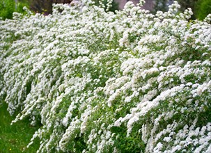 Hedgerow of the sweet pea, (Spiraea vanhouttein)