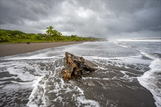 Root on the beach in the surf, rainforest and beach on the Caribbean coast, Tortuguero National
