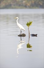 Great White Egret (Ardea alba, syn.: Casmerodius albus, Egretta alba) reflected in Cherai Lagoon,