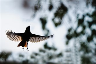 Silhouette of a flying black redstart (Phoenicurus ochruros) with outstretched wings against the