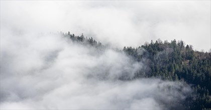 Forest in a sea of clouds, high fog in the valley, Ammergau Alps, Bavaria, Germany, Europe