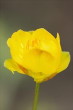 European globeflower (Trollius europaeus), flower, Bavaria, Germany, Europe