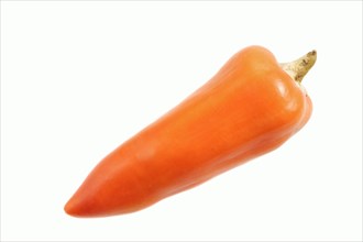 Paprika (Capsicum annuum), pepper on a white background