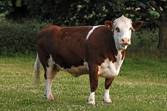 Brown and white cow, England, Great Britain