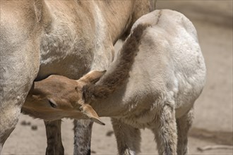 Young Przewalski's wild horse (Equus ferus przewalskii) suckling on its mother, Nuremberg Zoo,