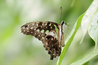 Curved jay (Graphium agamemnon, Papilio agamemnon), captive, occurring in Asia and Australia