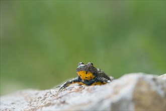 Yellow-bellied toad (Bombina variegata), sitting on stone, Stolberg, Germany, Europe