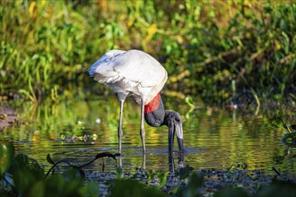 Jabiru (Jabiru mycteria) Pantanal Brazil