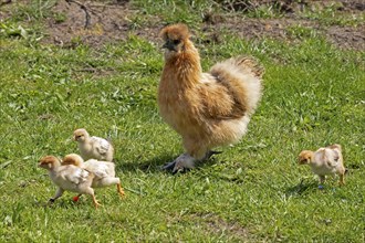 Silk hen with Wyandotte chick, hen, Wittorf, Samtgemeinde Bardowick, Lower Saxony, Germany, Europe