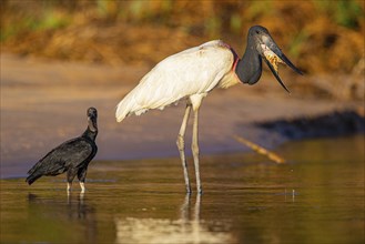 Jabiru (Jabiru mycteria) Pantanal Brazil